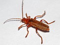 Cantharis rufa